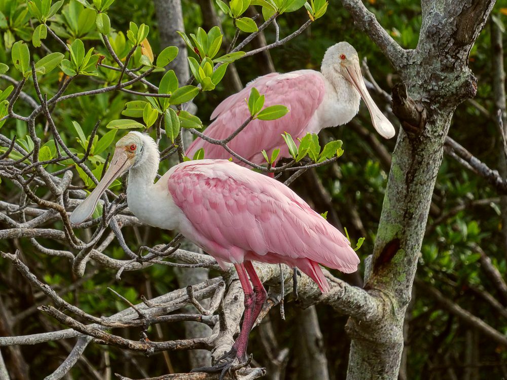 Click to See Next Image